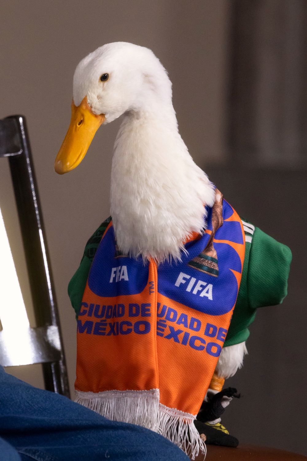 Le ponen precio a pato “Merlín”: 800 mil pesos Le ponen precio a pato “Merlín”: 800 mil pesos