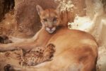 ¡Nacen 3 crías de puma en Sonora! Son una ternurita…
