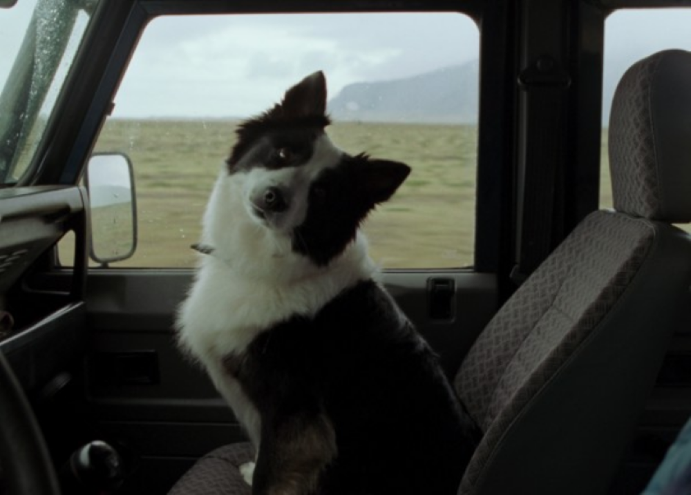 ¡Estreno! La perrita que ganó en Cannes y ‘El amor que permanece’ llegan a cines mexicanos