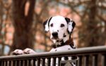 Siete de cada 10 perros en México enfrentan una vida sin hogar