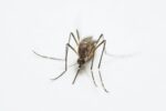 Vacunación reduciría hospitalizaciones y fortalecería el control del dengue en México