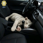 Detienen en Iztapalapa a individuo que transportaba a una cría de tigre de bengala blanco