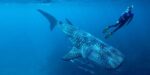 Inicia la temporada de avistamiento del tiburón ballena en Bahía de los Ángeles Baja California