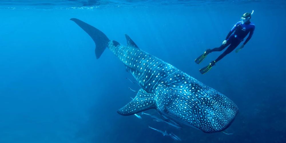 Inicia la temporada de avistamiento del tiburón ballena en Bahía de los Ángeles Baja California Inicia la temporada de avistamiento del tiburón ballena en Bahía de los Ángeles Baja California