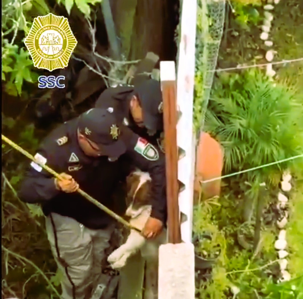 Brigada animal de la CDMX rescata a una perrita atrapada entre 2 bardas en Tláhuac Brigada animal de la CDMX rescata a una perrita atrapada entre 2 bardas en Tláhuac