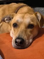 Alianza Nacional Un Millón de Esperanzas convoca a Marcha Nacional en defensa de los animales