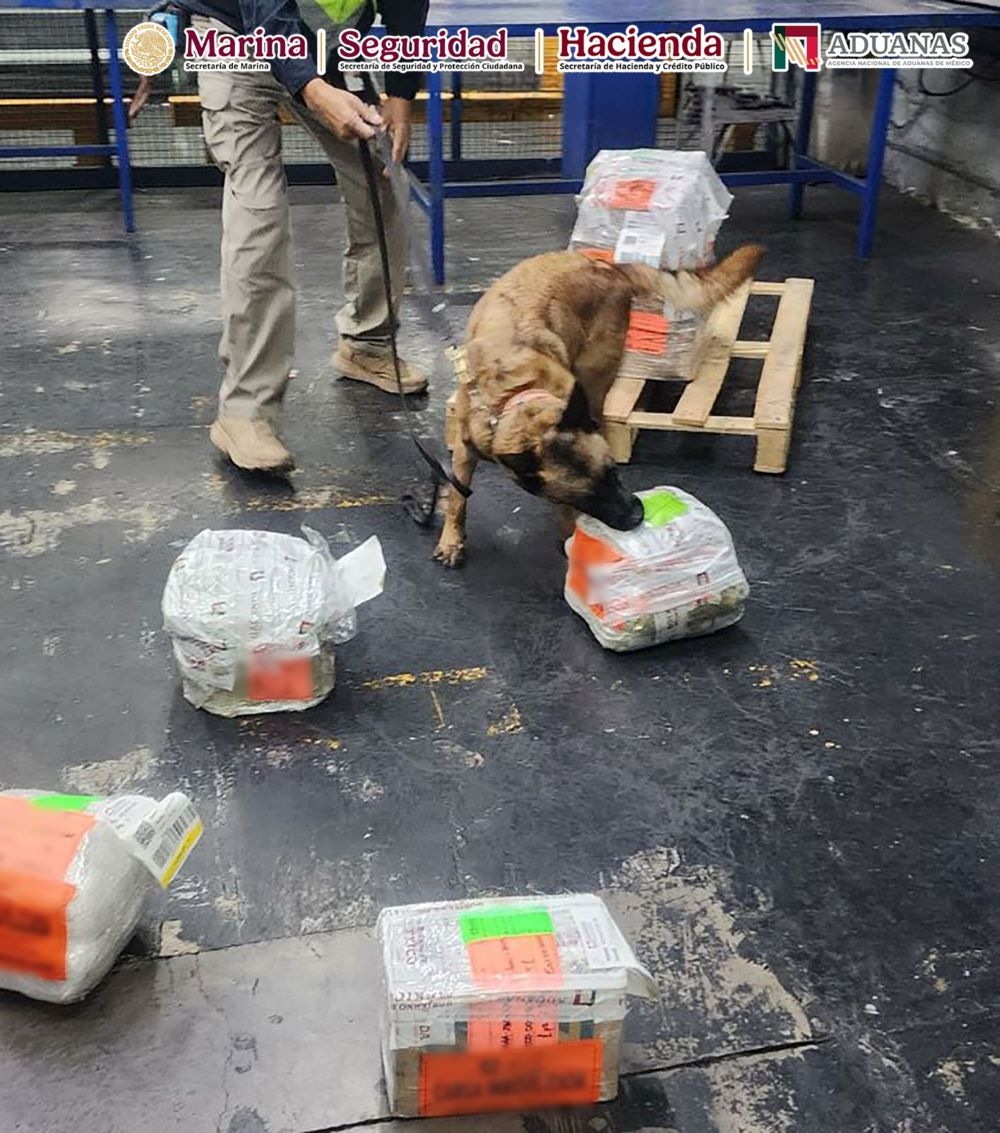 Descubren polvo de coca oculto en suplementos alimenticios en el AICM Descubren polvo de coca oculto en suplementos alimenticios en el AICM