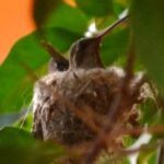 Sedema invita a descubrir aves y la biodiversidad de México