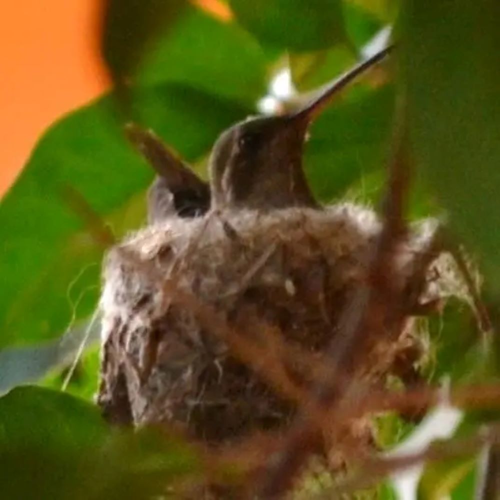Sedema invita a descubrir aves y la biodiversidad de México Sedema invita a descubrir aves y la biodiversidad de México