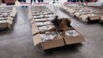 Binomios caninos descubren un cargamento de café con narcóticos en el AICM