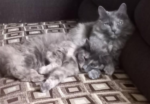 Este fin de semana, michis y lomitos encontraron un hogar en la jornada de adopción de la SSC