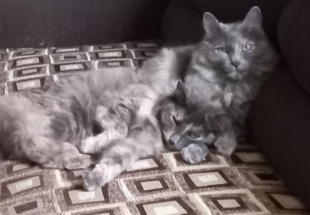 Este fin de semana, michis y lomitos encontraron un hogar en la jornada de adopción de la SSC Este fin de semana, michis y lomitos encontraron un hogar en la jornada de adopción de la SSC