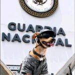 ¡Ven a conocer a Comando Chihuahua! Al Can Fest México