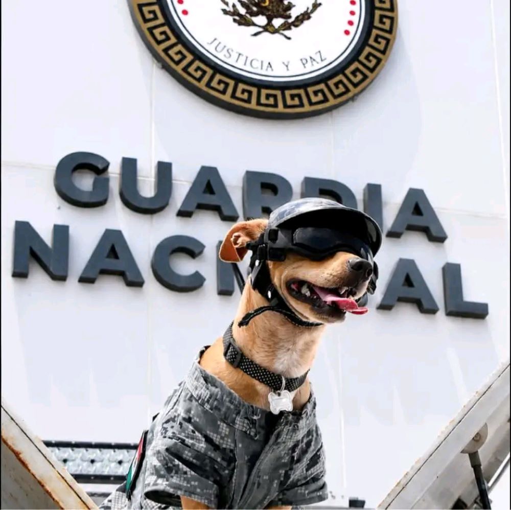 ¡Ven a conocer a Comando Chihuahua! Al Can Fest México